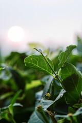 green leaves and sun