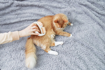 Cat massage. Hand massager in the hand of a caucasian woman.