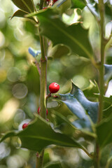 berries on a branch of a tree