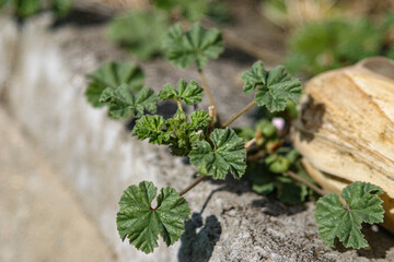 Dried corn on cement block surrounded by green weeds