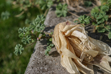 Dried corn on cement block surrounded by green weeds