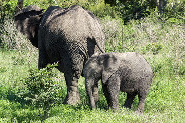 A baby elephant and an adult elephant in the savannah. 