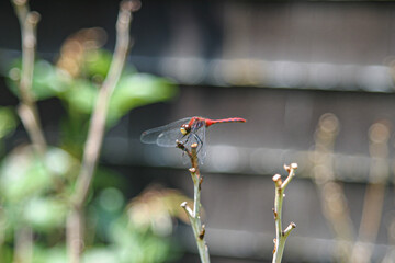 Dragonfly on branch 