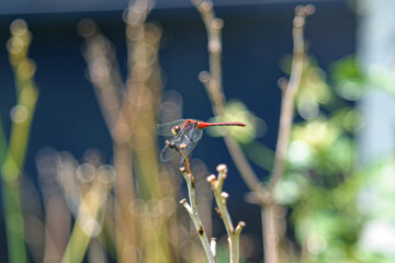 Dragonfly on branch 