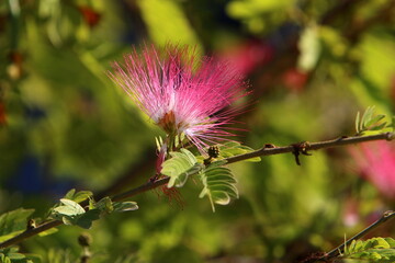 Summer flowers in a city park in Israel.