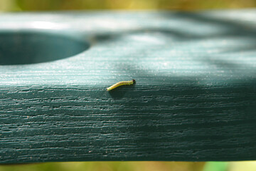 Caterpillar crawling on lawn garden chair