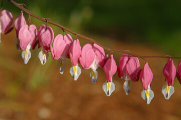 Bleeding heart flowers in the sunshine on a pretty background