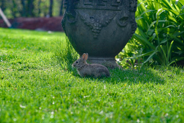 Baby rabbit hoppng and sitting in the green grass