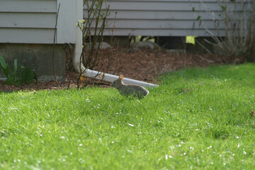 Baby rabbit hoppng and sitting in the green grass