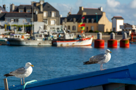  Le Guivinec. Mouettes au port du Guilvinec . Finistere. Bretagne. France