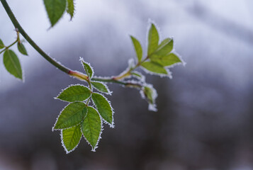 Close up of a green leaf with frost or ice on the tree in winter