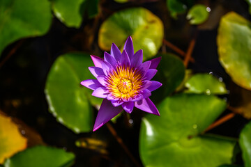 blooming blue water lily, an exotic aquatic plant in a natural environment