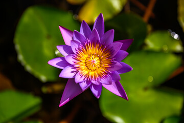 blooming blue water lily, an exotic aquatic plant in a natural environment