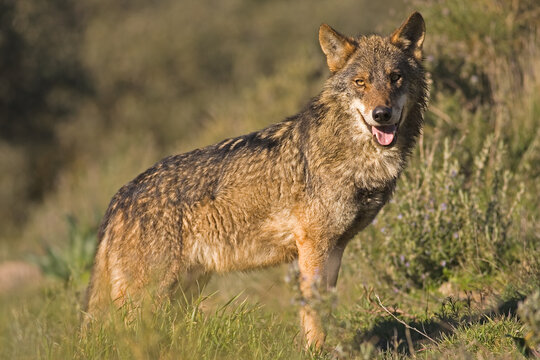 Single wild wolf in green nature