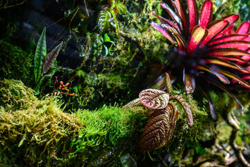 colorful bromeliad plants in tropical botanical gardens, exotic bromeliad flora