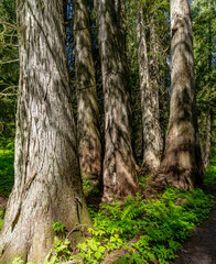 Grove of old growth cedar trees with ferns