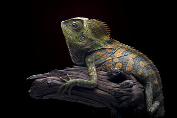 Forest Dragon ( Gonocephalus chamaeleontinus ) on a black background