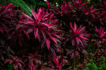 colorful bromeliad plants in tropical botanical gardens, exotic bromeliad flora