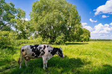 a cow grazes in a meadow in summer near tall trees in the shade