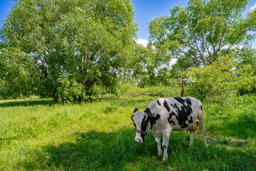 a cow grazes in a meadow in summer near trees in the shade