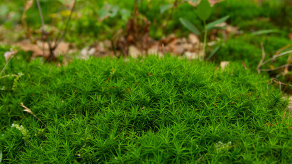 forest green moss green grass