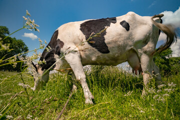a cow grazes in a meadow and eats grass close-up