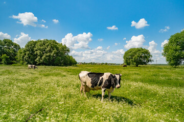 a cow grazes in a meadow and eats grass near the village