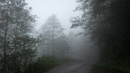 Fototapeta na wymiar dramatic,mysterious and foggy forest view