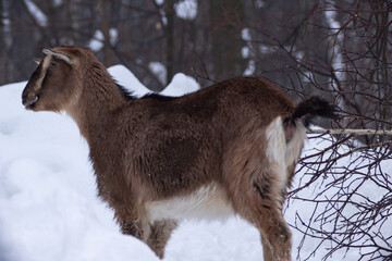 a brown goat stands in a winter snowy forest among large snowdrifts