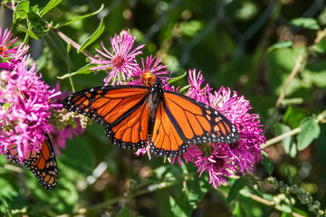 monarch butterfly on flower