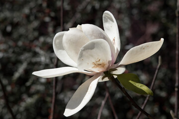 Fototapeta na wymiar Magnolia bloom in the sunshine