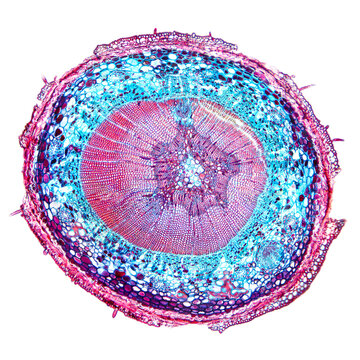 Pine tree stem, cross section, 20X light micrograph. Conifer tree in the genus Pinus of the family Pinaceae, C.S. under the light microscope. Stained for better visualization. Isolated, over white.
