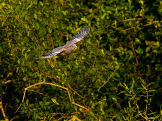 Picazuro Pigeon in flight against trees in Panatanal, Brazil