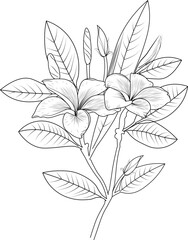 Hand-drawn frangipani, flower bouquet vector sketch illustration engraved ink art botanical leaf branch collection isolated on white background coloring page and books, line art.