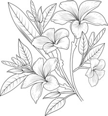 Sketch of a frangipani flower blossom hand-drawn vector illustration branch of leaves botanical collection pencil art isolates image on white background coloring books for children and adults.  

