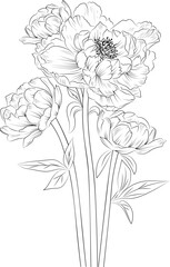 Peony flower sketch art. Isolated flower hand drawn vector sketch illustration, botanic collection branch of leaf buds natural collection coloring page floral bouquets engraved ink art.