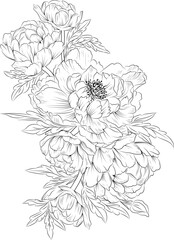 Peony flower sketch art, Set of a decorative stylized daffodil flower isolated on white background. Highly detailed vector illustration, doodling and zentangle style, blossom peony tattoo design. 