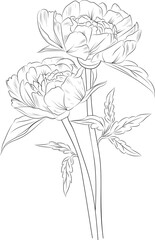 hand-drawn peony sketch of flowers bouquet vector sketch illustration engraved ink art botanical leaf branch collection isolated on white background coloring page and books.