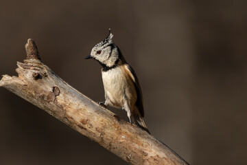 A Crested tit (Lophophanes cristatus) perched.