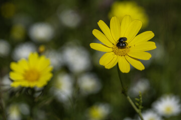 Beetles on yellow flower