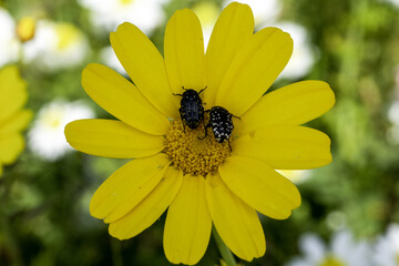 Beetles on yellow flower