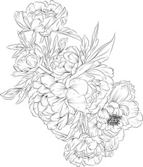 Bouquet of frangipani flower hand drawn pencil sketch coloring page and book for adults isolated on white background floral element tattooing, illustration ink art.