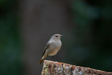 A female Black redstart (Phoenicurus ochruros) perched on a log.