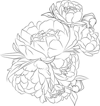 Easy sketch art of peony flower, line art bouquets of floral hand drawn illustration, doodle zentangle, tattooing drawing coloring page, and book isolated image clip art botanic collection, vector art