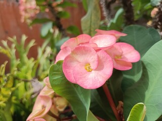 beauty flower in the garden