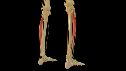 Peroneus longus Muscle anatomy for medical concept 3D rendering