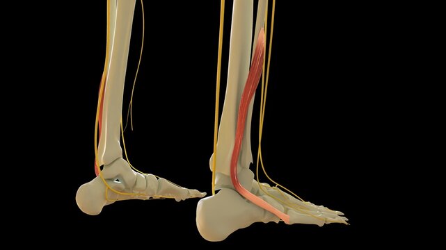Peroneus Brevis Muscle anatomy for medical concept 3D rendering