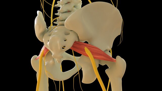 Piriformis Muscle anatomy for medical concept 3D rendering
