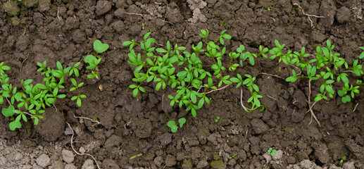 Watercress salad in the greenhouse. Care, watering, fertilizing. Top view. Home growing.