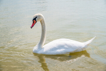 Obraz premium Graceful white Swan swimming in the lake, swans in the wild. Portrait of a white swan swimming on a lake.